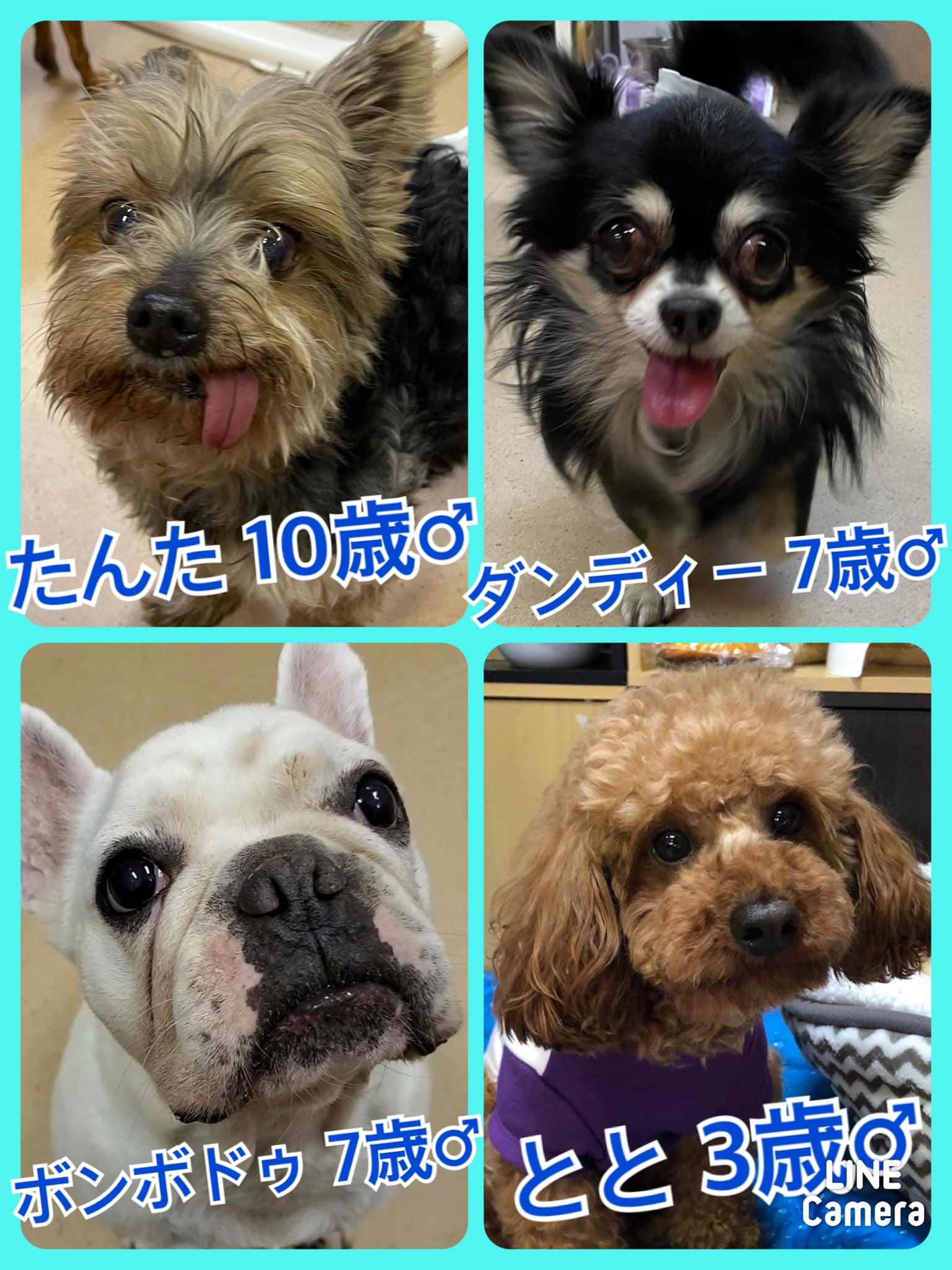 🐾今日の里親様募集中ワンコ🐶メンバーです🐾2022,4,15【保護犬カフェ天神橋店】